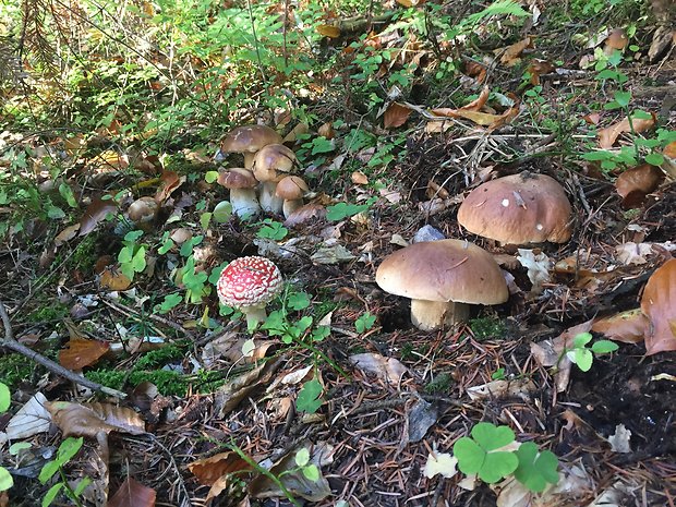 hríb Heimioporus betula (Schwein.) E. Horak