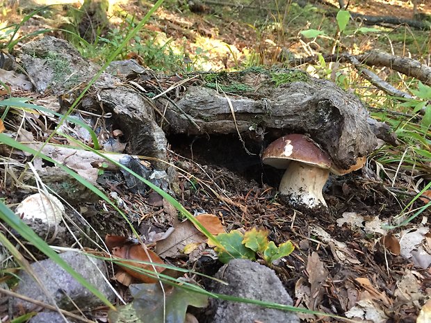 hríb Heimioporus betula (Schwein.) E. Horak