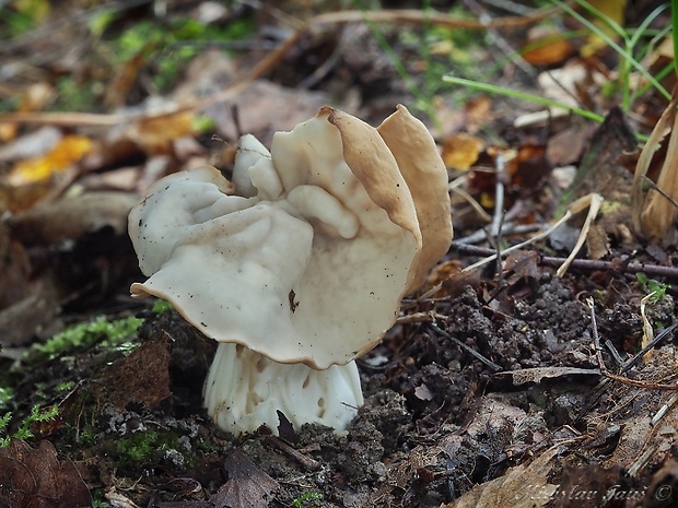 chriapač kučeravý Helvella crispa (Scop.) Fr.