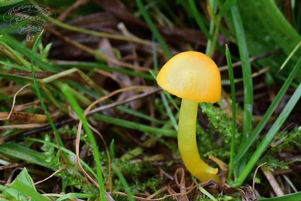 lúčnica vosková Hygrocybe ceracea (Wulfen) P. Kumm.