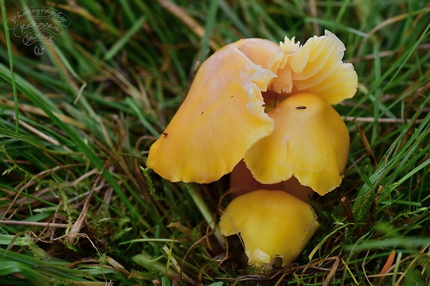 lúčnica citrónovožltá Hygrocybe chlorophana (Fr.) Wünsche