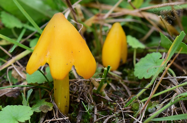 lúčnica kužeľovitá Hygrocybe conica (Schaeff.) P. Kumm.