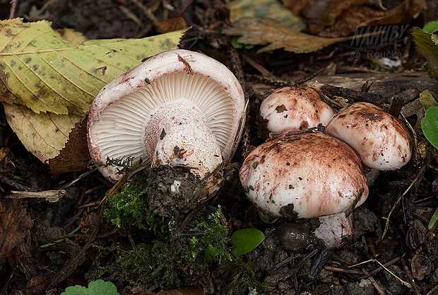 šťavnačka plávkovitá Hygrophorus russula (Schaeff.) Kauffman