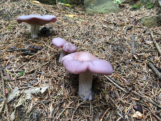 pôvabnica fialová Lepista nuda (Bull.) Cooke