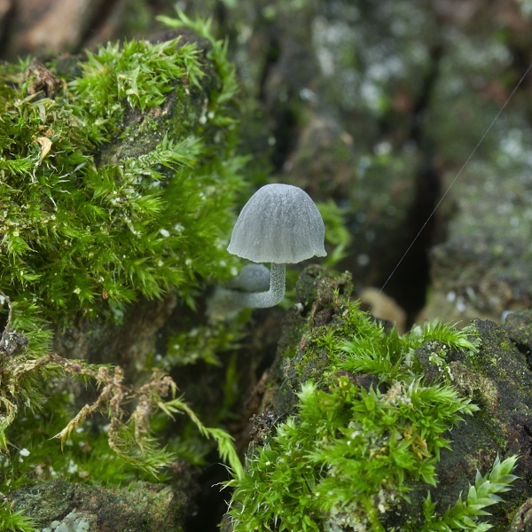 prilbička modrosivá Mycena pseudocorticola Kühner