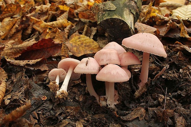 prilbička ružovkastá Mycena rosea Gramberg