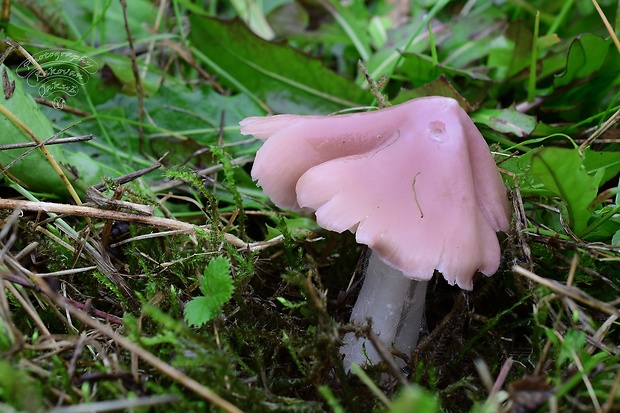 lúčnica ružovočervená Porpolomopsis calyptriformis (Berk.) Bresinsky