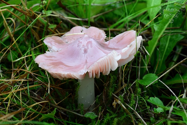 lúčnica ružovočervená Porpolomopsis calyptriformis (Berk.) Bresinsky