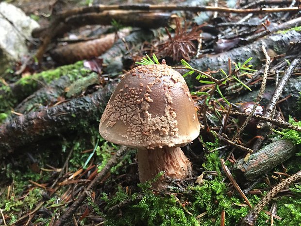 muchotrávka červenkastá Amanita rubescens Pers.