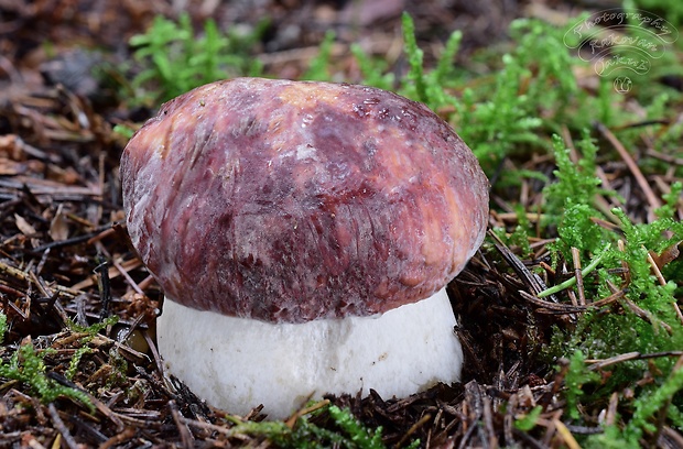 hríb sosnový Boletus pinophilus Pil. et Dermek in Pil.