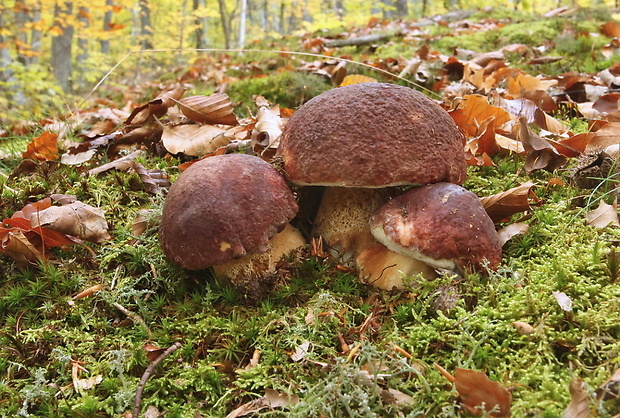 hríb sosnový Boletus pinophilus Pil. et Dermek in Pil.