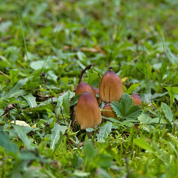 hnojník ligotavý Coprinellus micaceus (Bull.) Vilgalys, Hopple & Jacq. Johnson