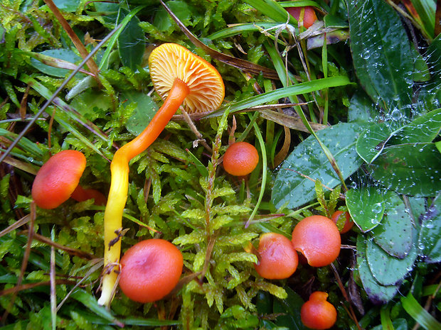 lúčnica Hygrocybe sp.