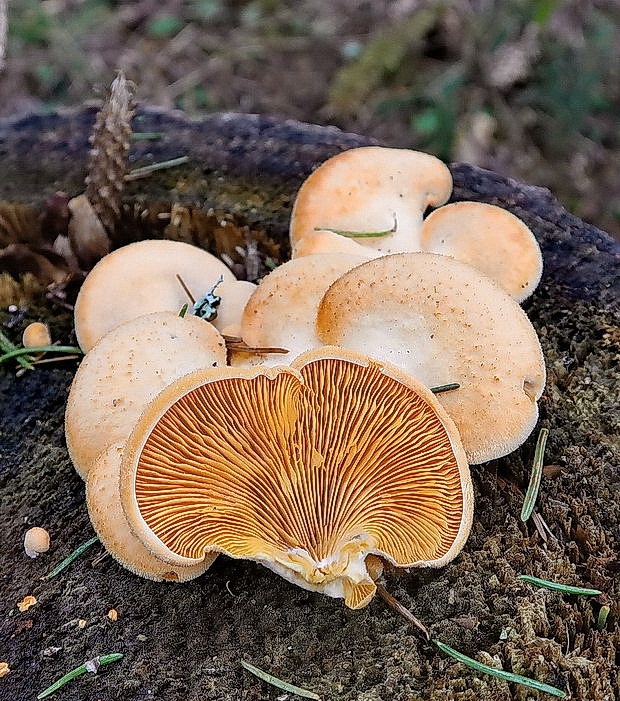 hlivník hniezdovitý Phyllotopsis nidulans (Pers.) Singer