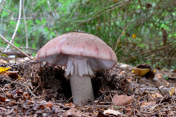 muchotrávka červenkastá Amanita rubescens Pers.