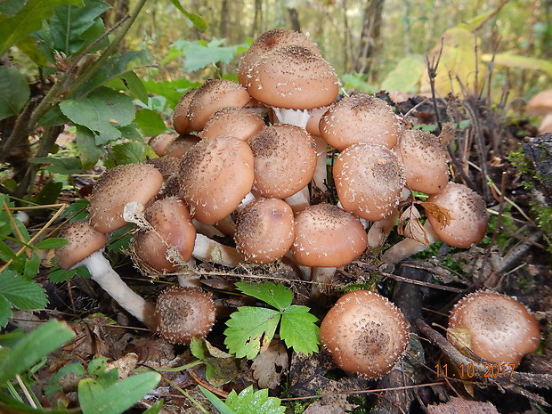 podpňovka obyčajná Armillaria mellea (Vahl) P. Kumm.