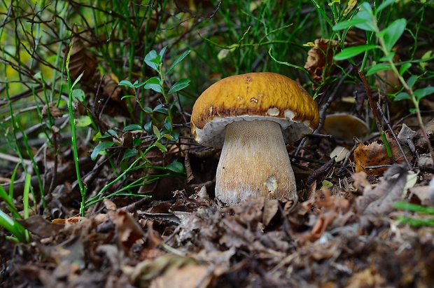 hríb smrekový f. citrónový Boletus edulis f. citrinus (Venturi) Muñoz