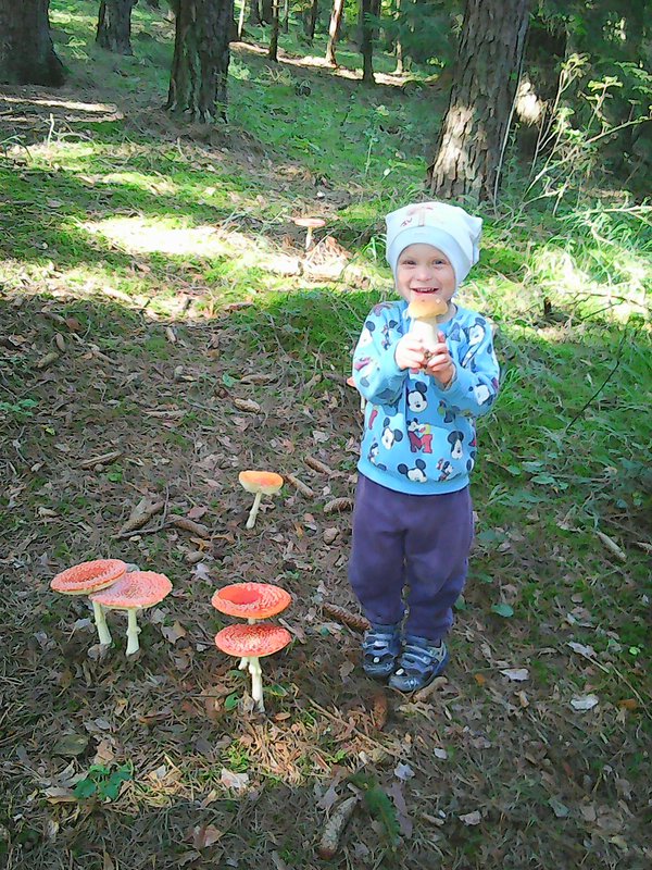 dubáčik Boletus edulis Bull.