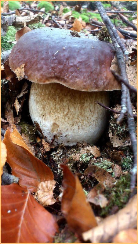 hríb smrekový Boletus edulis Bull.