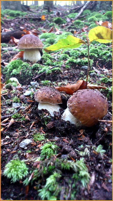 hríb smrekový Boletus edulis Bull.