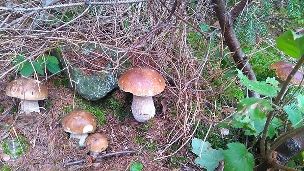 hríb smrekový Boletus edulis Bull.