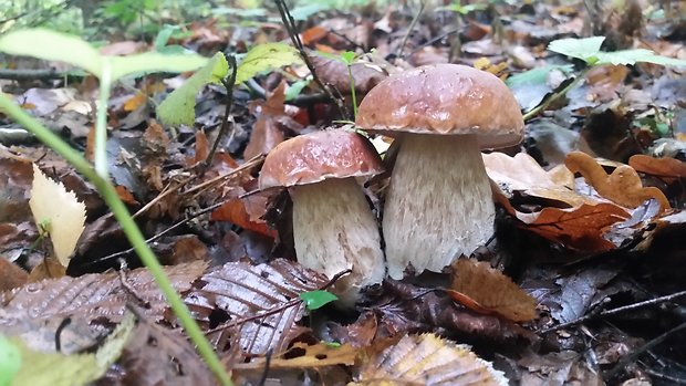 hríb dubový Boletus reticulatus Schaeff.