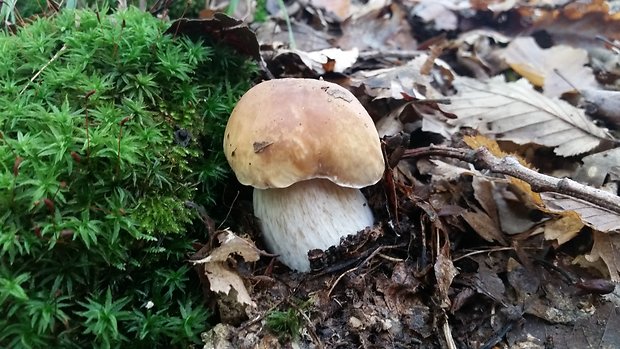 hríb dubový Boletus reticulatus Schaeff.