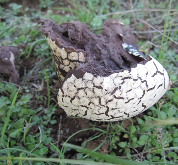 rozpadavec krehký ? Calvatia cyathiformis (Bosc) Morgan