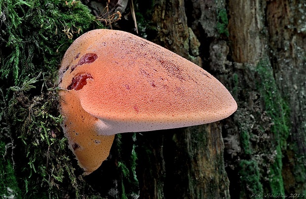 pečeňovec dubový Fistulina hepatica (Schaeff.) With.