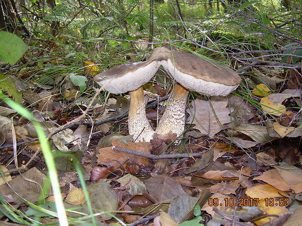 kozák hrabový Leccinum pseudoscabrum (Kallenb.) Šutara