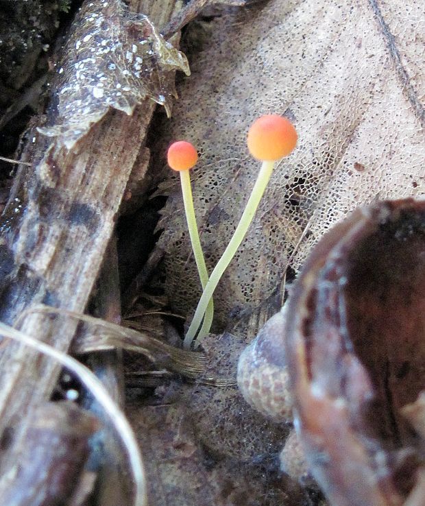 prilbička ihličková Mycena acicula (Schaeff.) P. Kumm.