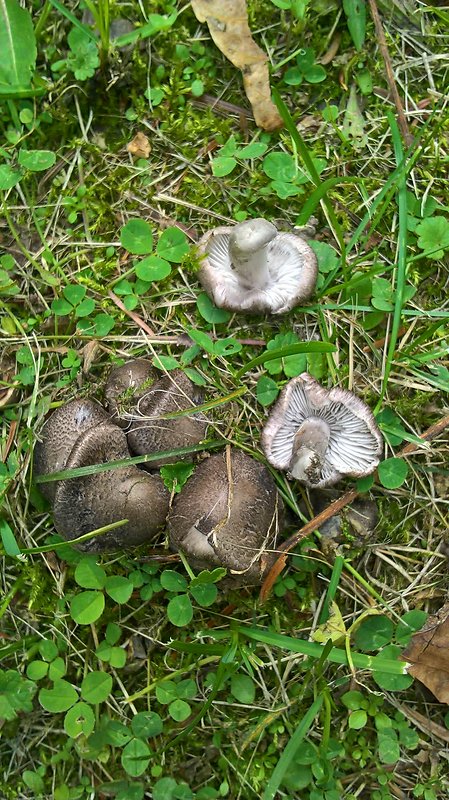 čírovka zemná Tricholoma terreum (Schaeff.) P. Kumm.