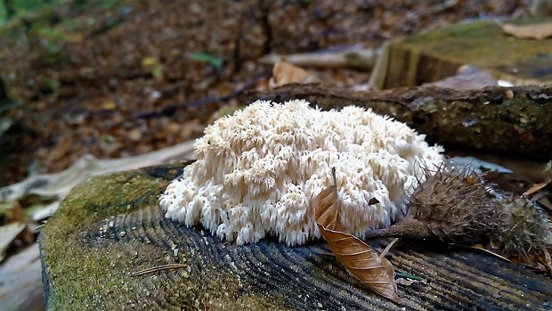 koralovec jedľový Hericium alpestre Pers.