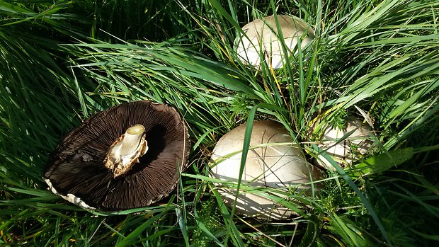 pečiarka páchnuca Agaricus xanthodermus Genev.