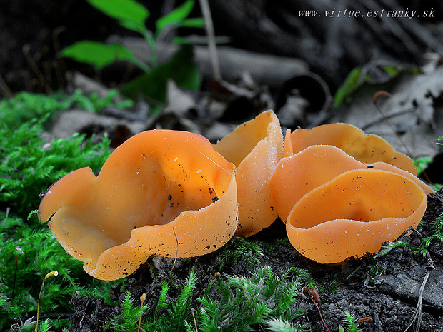 tanierovka oranžová Aleuria aurantia (Pers.) Fuckel