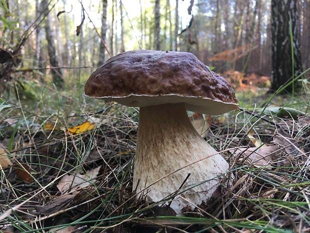 hríb smrekový Boletus edulis Bull.