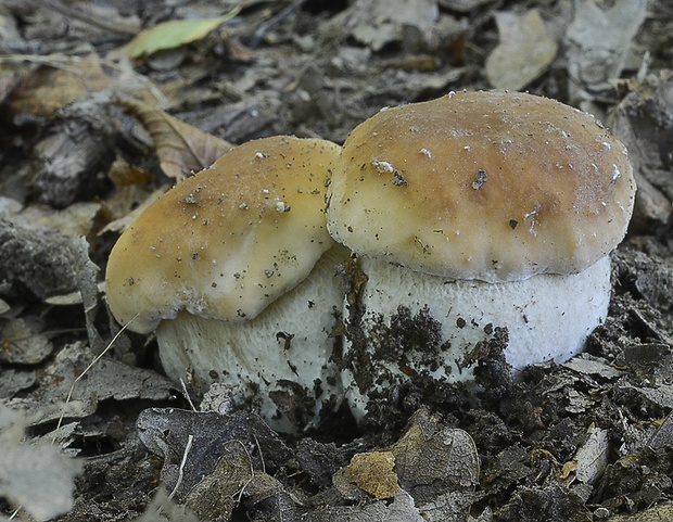 hríb smrekový Boletus edulis Bull.