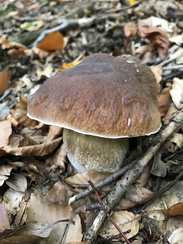 hríb smrekový Boletus edulis Bull.