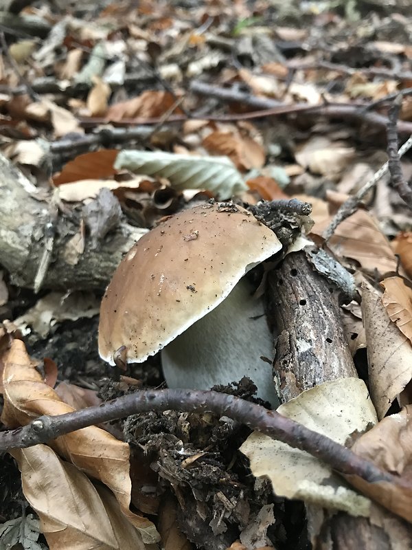 hríb smrekový Boletus edulis Bull.