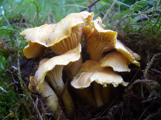 kuriatko jedlé ametystové Cantharellus amethysteus (Quél.) Sacc.