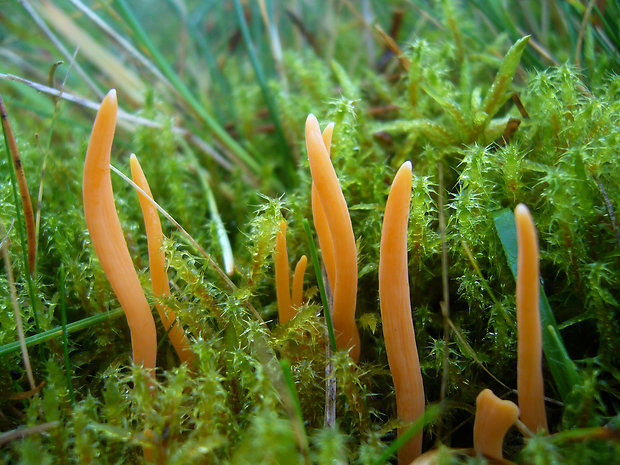 pakonárovka Clavulinopsis sp.