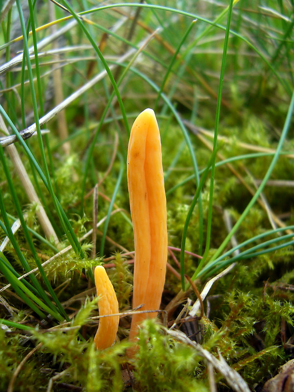 pakonárovka Clavulinopsis sp.