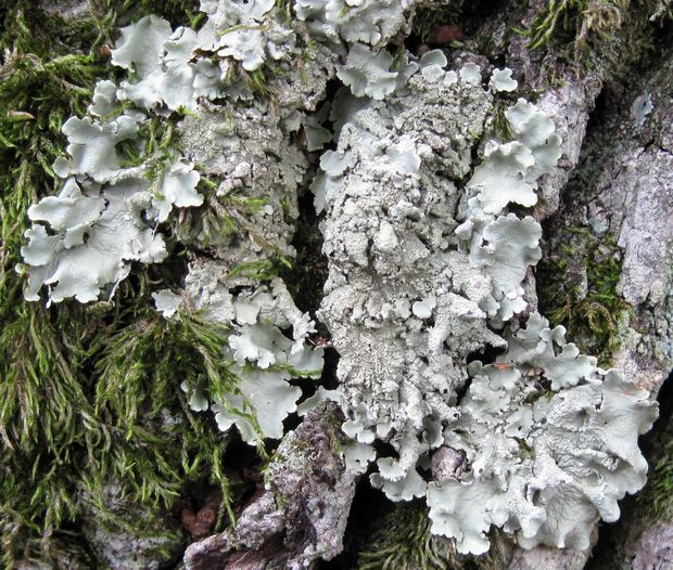 diskovka kučeravá Flavoparmelia caperata (L.) Hale