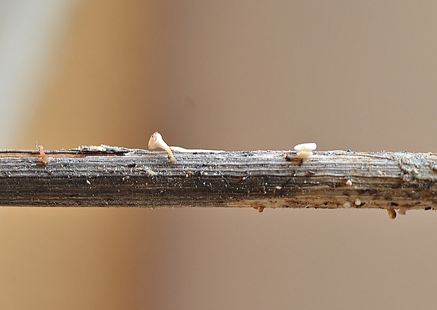 čiašočka byľová Hymenoscyphus herbarum (Pers.) Dennis