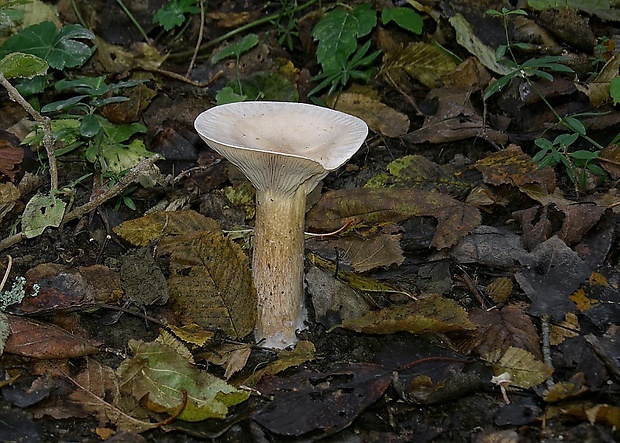 strmuľka veľká Infundibulicybe geotropa (Bull.) Harmaja