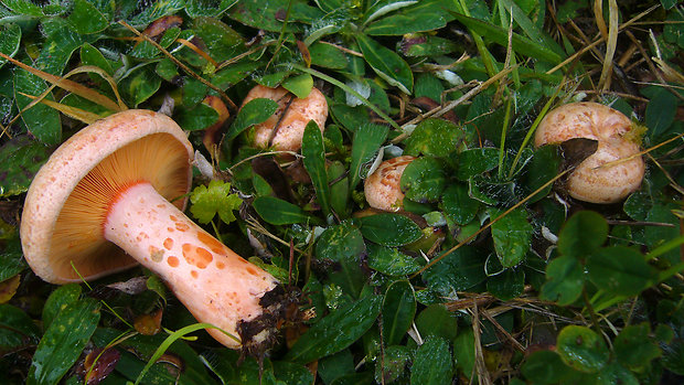 rýdzik pravý Lactarius deliciosus (L.) Gray