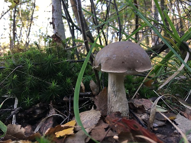 kozák brezový Leccinum scabrum (Bull.) Gray