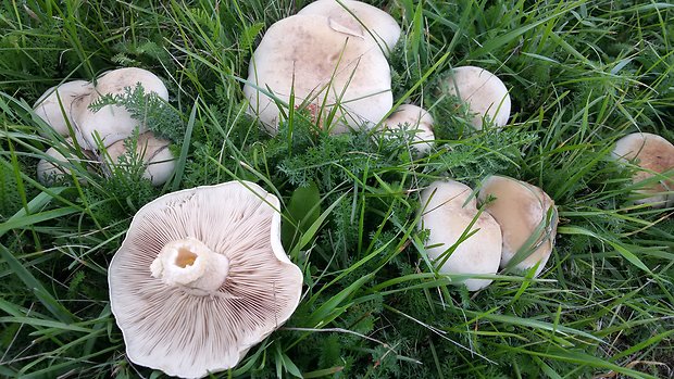 pôvabnica mramorovaná Lepista panaeolus (Fr.) P. Karst.