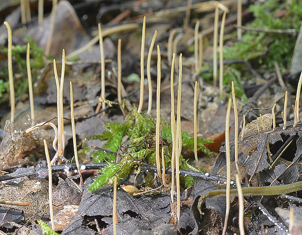 kyjovka tenká Macrotyphula juncea (Alb. & Schwein.) Berthier