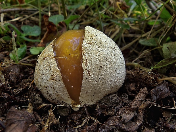 hadovka smradľavá Phallus impudicus L.